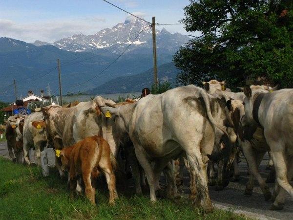 verso Viso.jpg - La piramide del Monviso le attende